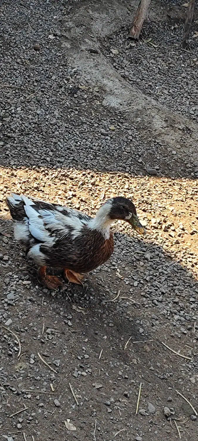 اردک|حیوانات مزرعه|جیرفت, |دیوار