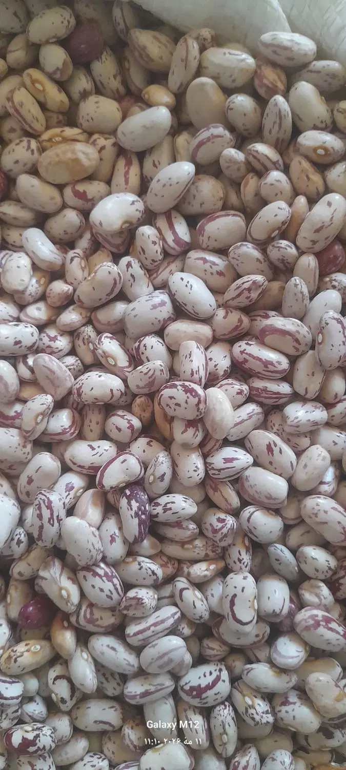 لوبیا چیتی|خوردنی و آشامیدنی|نظر کهریزی, |دیوار