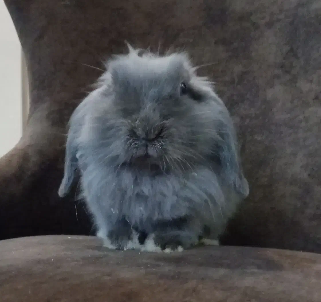 خرگوش مینی لوپ نر بالغ|موش و خرگوش|تهران, شهرک آزمایش|دیوار