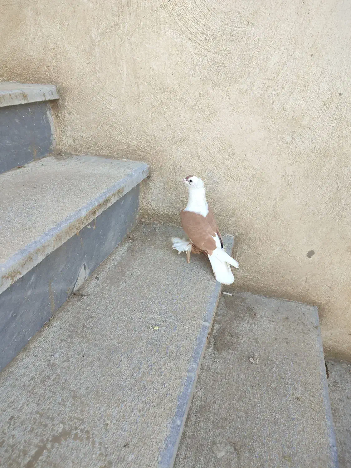 کبوتر|پرنده|تبریز, |دیوار