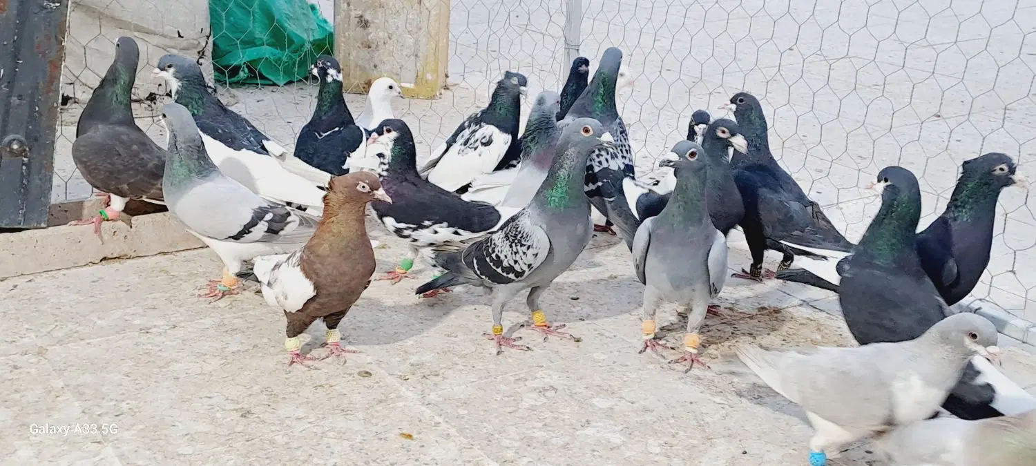 کبوتر|پرنده|شیراز, رکنآباد|دیوار