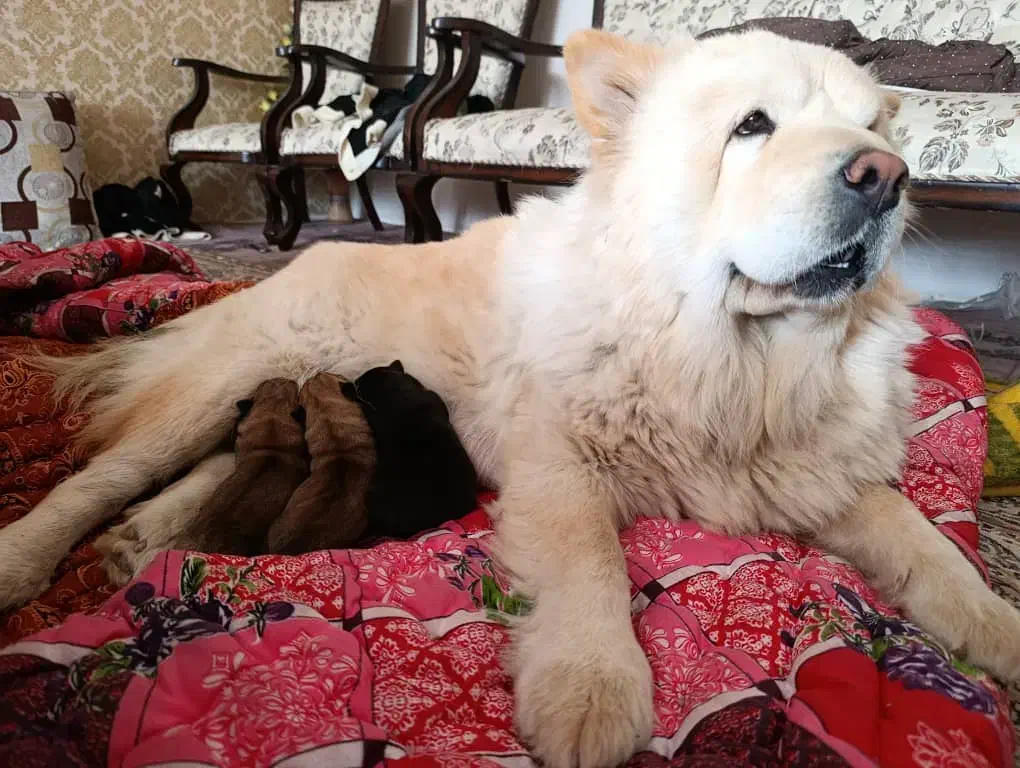 سگ چاو چاو|سگ|نجف‌آباد, گلدشت|دیوار