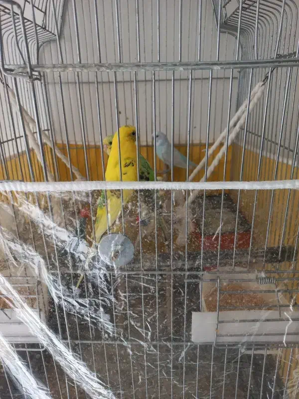 مرغ عشق|پرنده|مشهد, زیبا شهر|دیوار