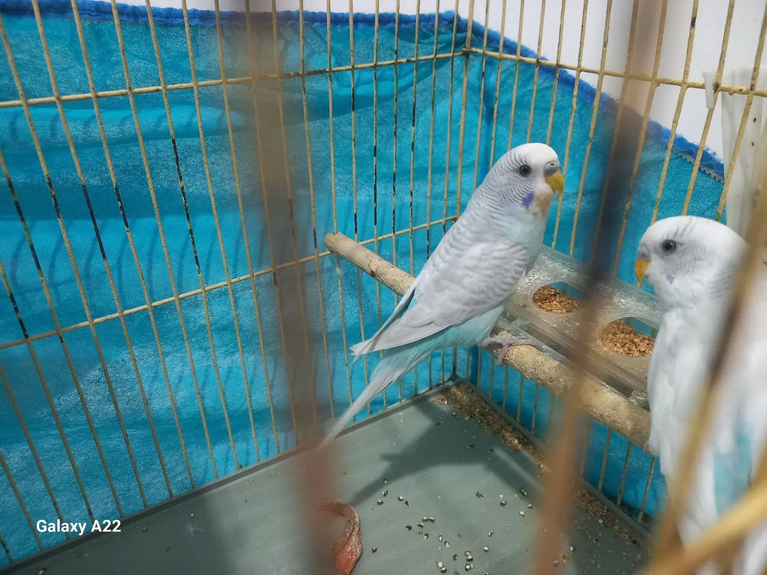 مرغ عشق|پرنده|موگرمون, |دیوار