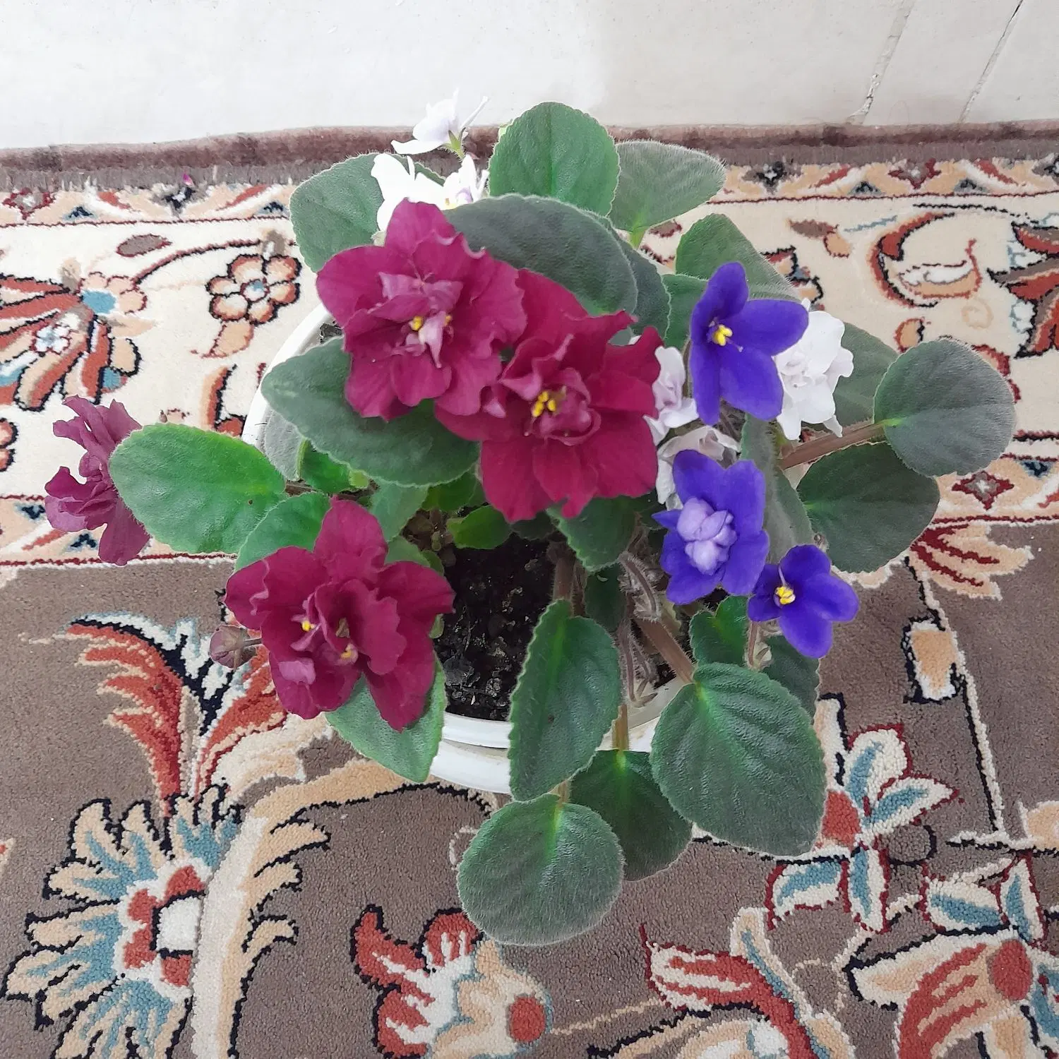 ۶ گل|گل و گیاه طبیعی|اردبیل, |دیوار