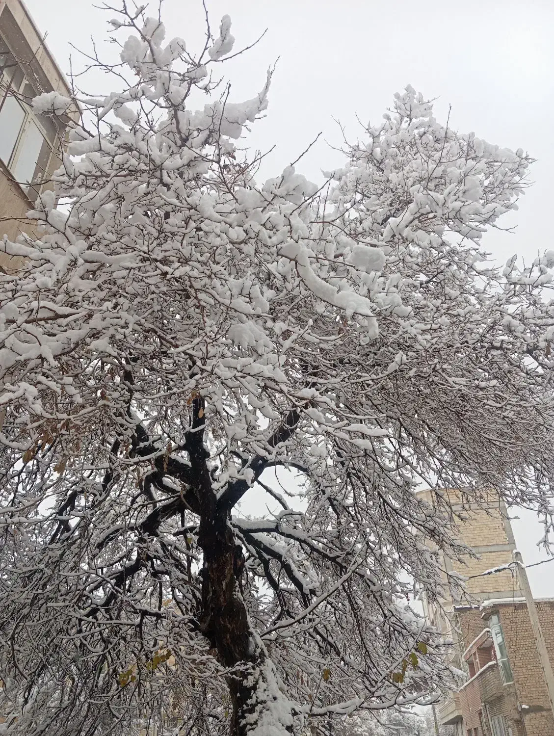 کارواش|اجارهٔ مغازه و غرفه|نیشابور, مازول|دیوار