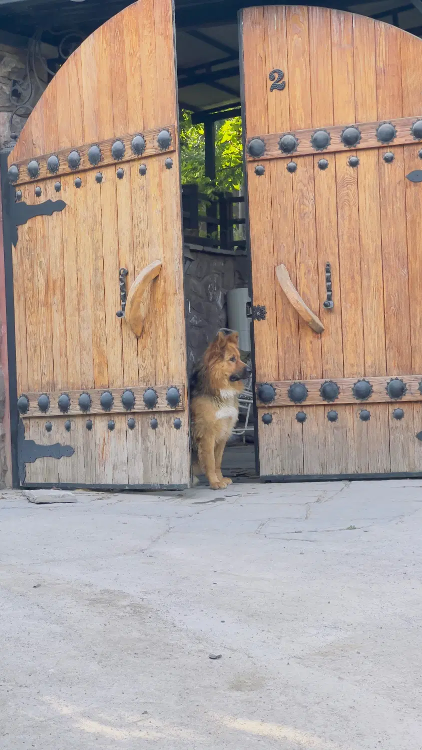 Rex|سگ|لواسان, |دیوار