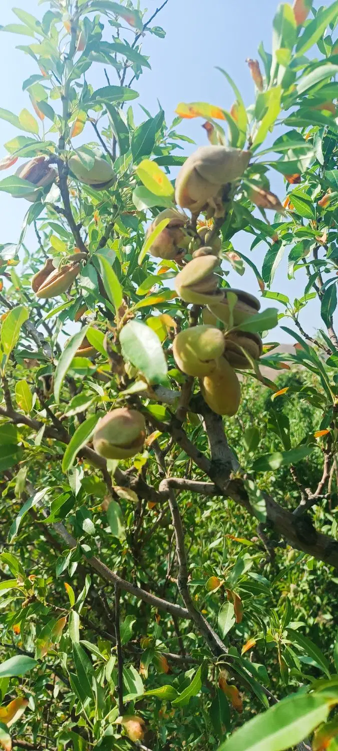بادام|خوردنی و آشامیدنی|ملایر, |دیوار