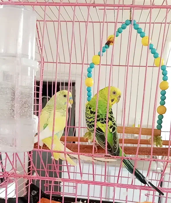 مرغ عشق|پرنده|بانه, |دیوار