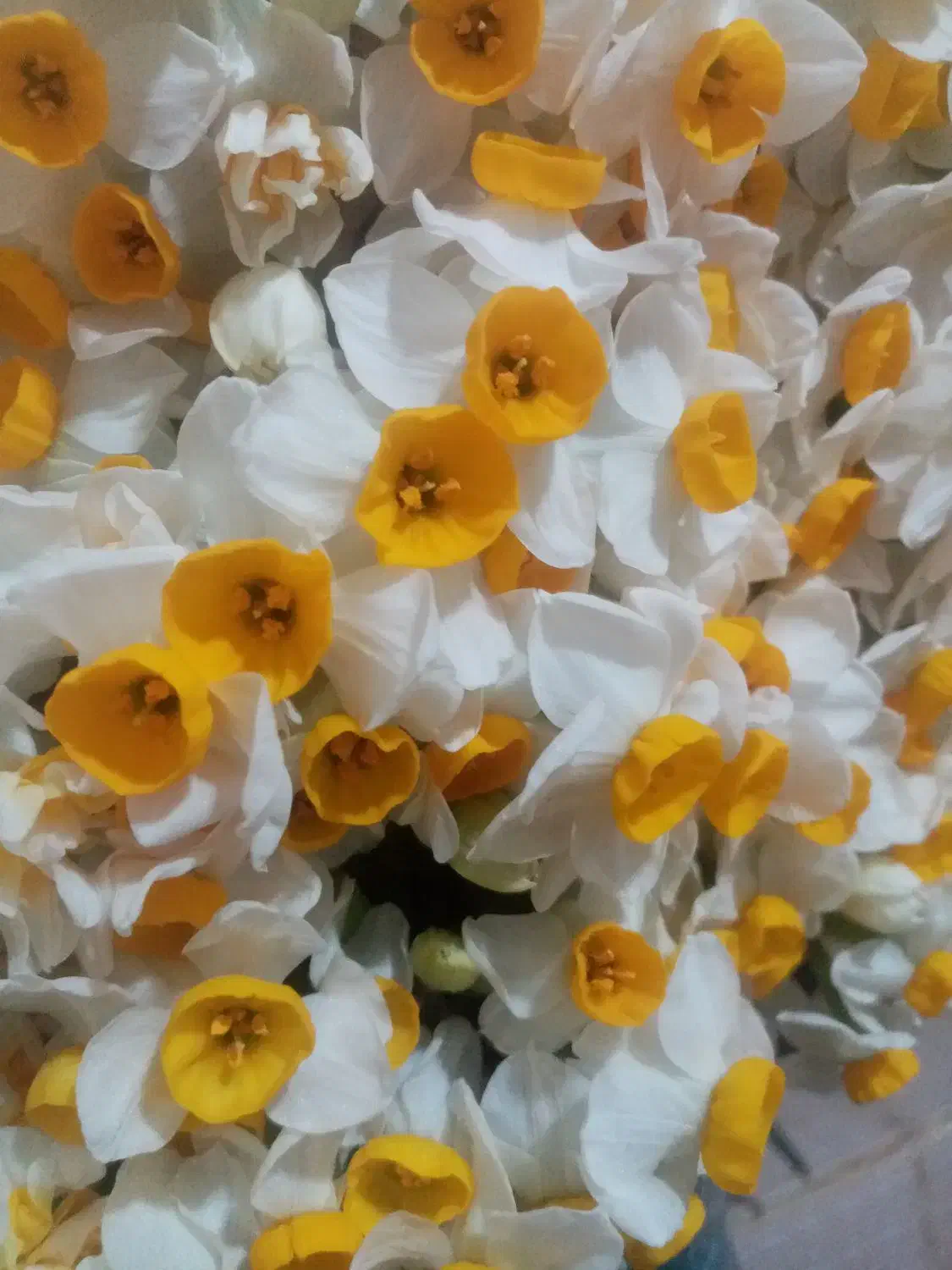 تبلیغات|فعالیت داوطلبانه تحقیقاتی|خفر, |دیوار