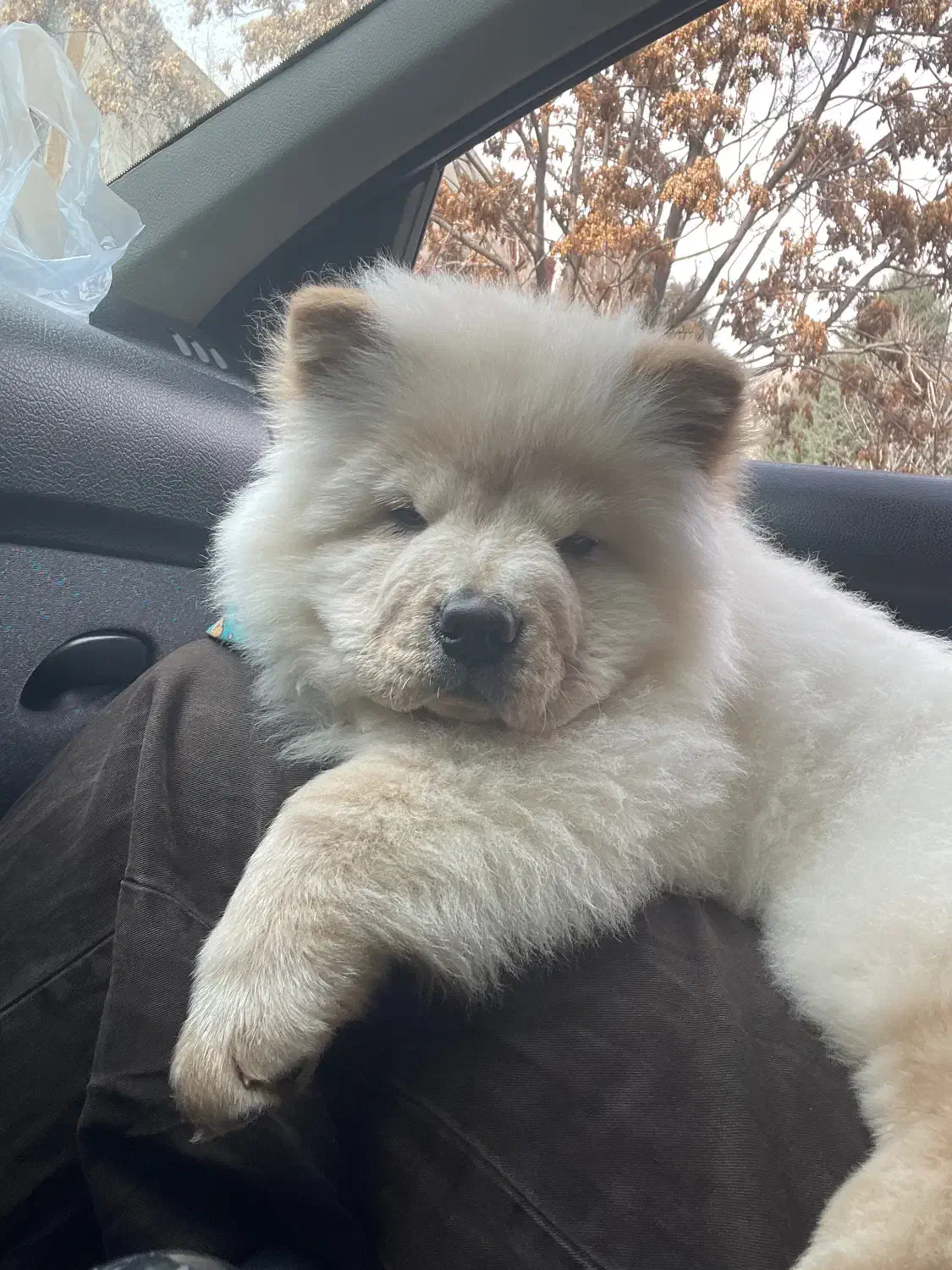 سگ چاوچاو|سگ|کرج, عظیمیه|دیوار