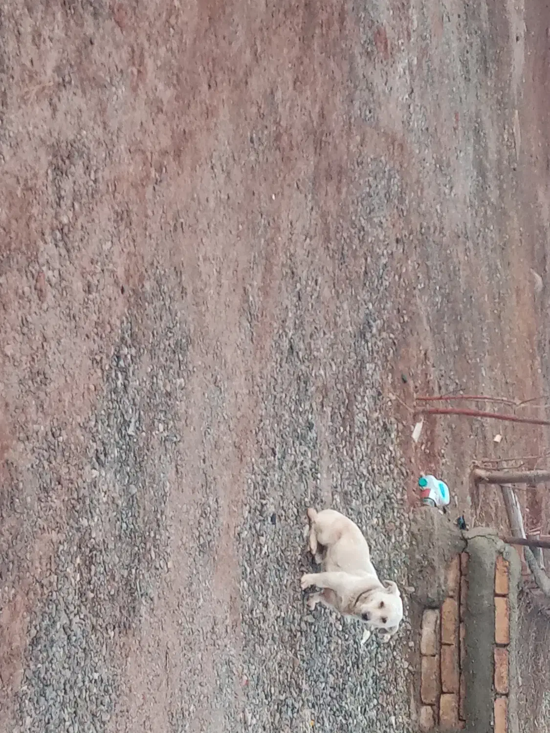 سگ پاپی|سگ|فریمان, |دیوار