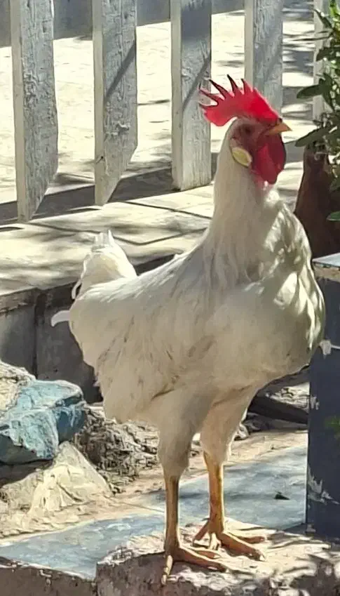 خروس|حیوانات مزرعه|مسجد سلیمان, |دیوار