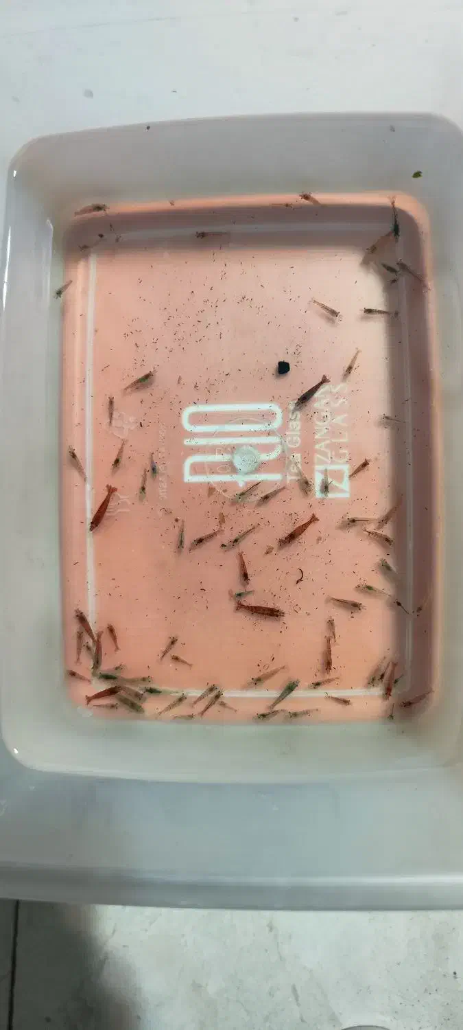 میگوی زینتی|ماهی|رشت, گلباغ نماز|دیوار