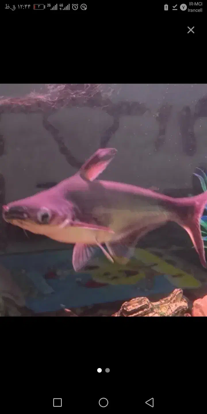 آکواریوم|ماهی|یزد, |دیوار