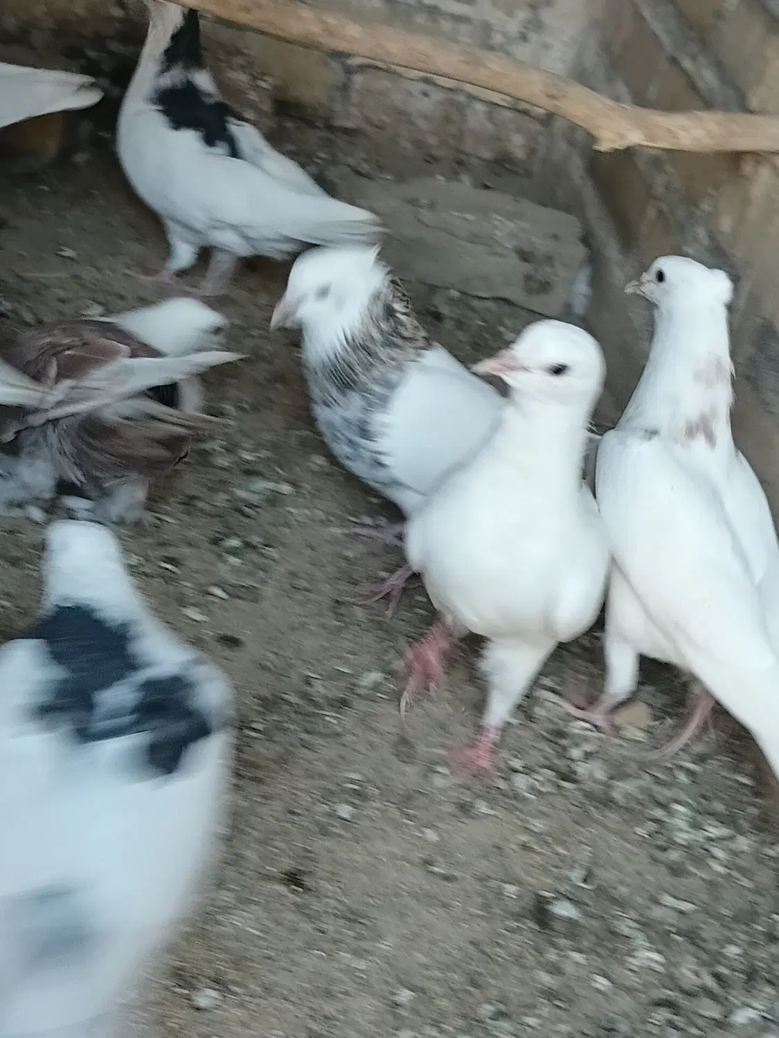 کفتر|پرنده|گناباد, |دیوار