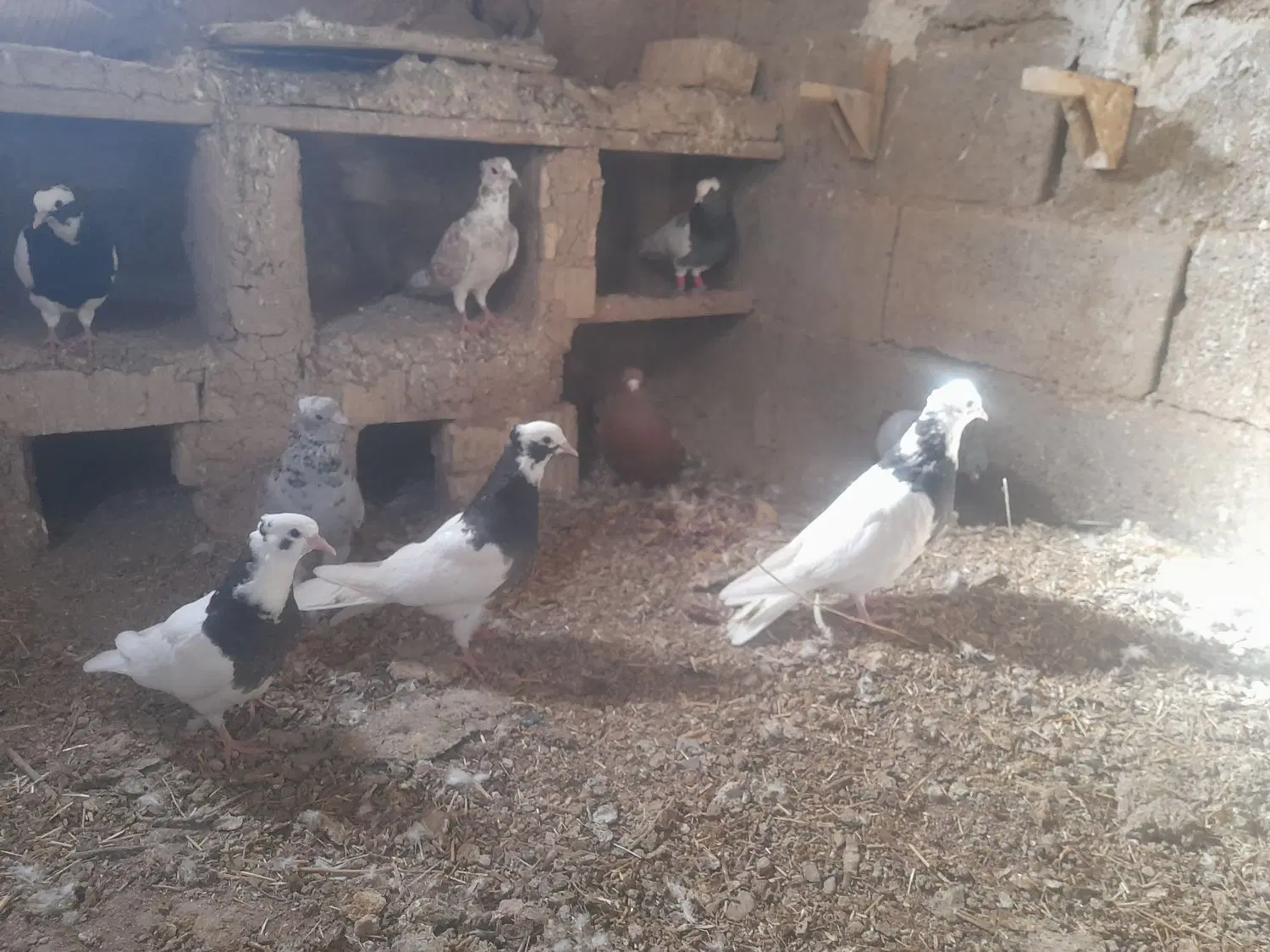 کبوتر|پرنده|ارسنجان, |دیوار