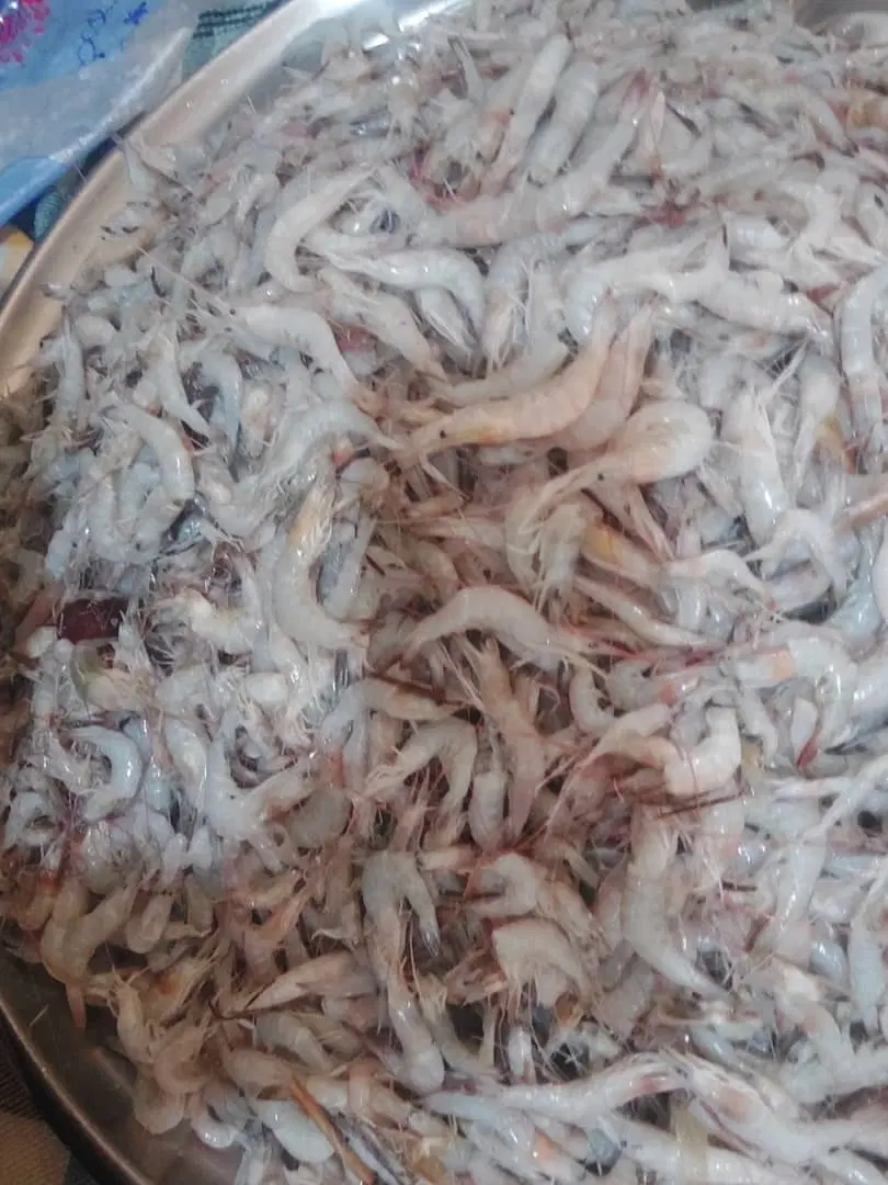 میگو|خوردنی و آشامیدنی|آبادان, |دیوار