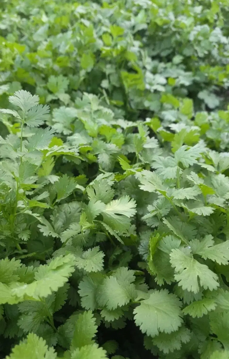 سبزی|خوردنی و آشامیدنی|کرمانشاه, |دیوار