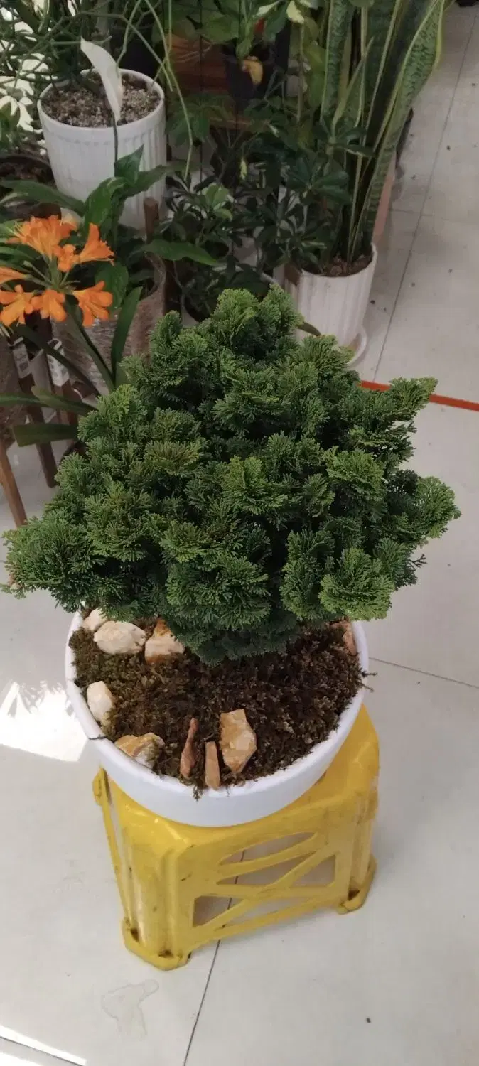 بن سای|گل و گیاه طبیعی|تهران, پونک|دیوار