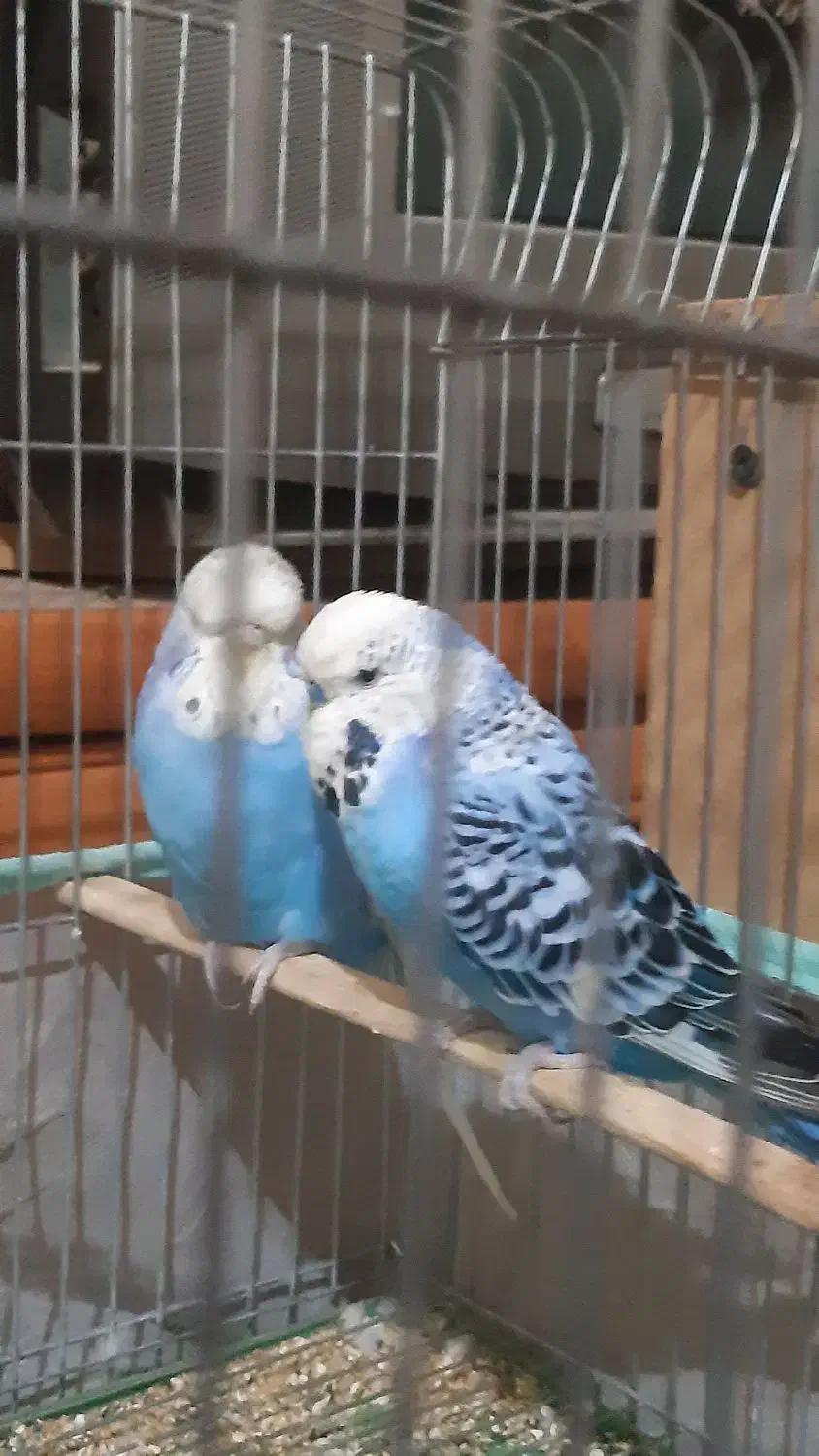 مرغ عشق|پرنده|مسجد سلیمان, |دیوار