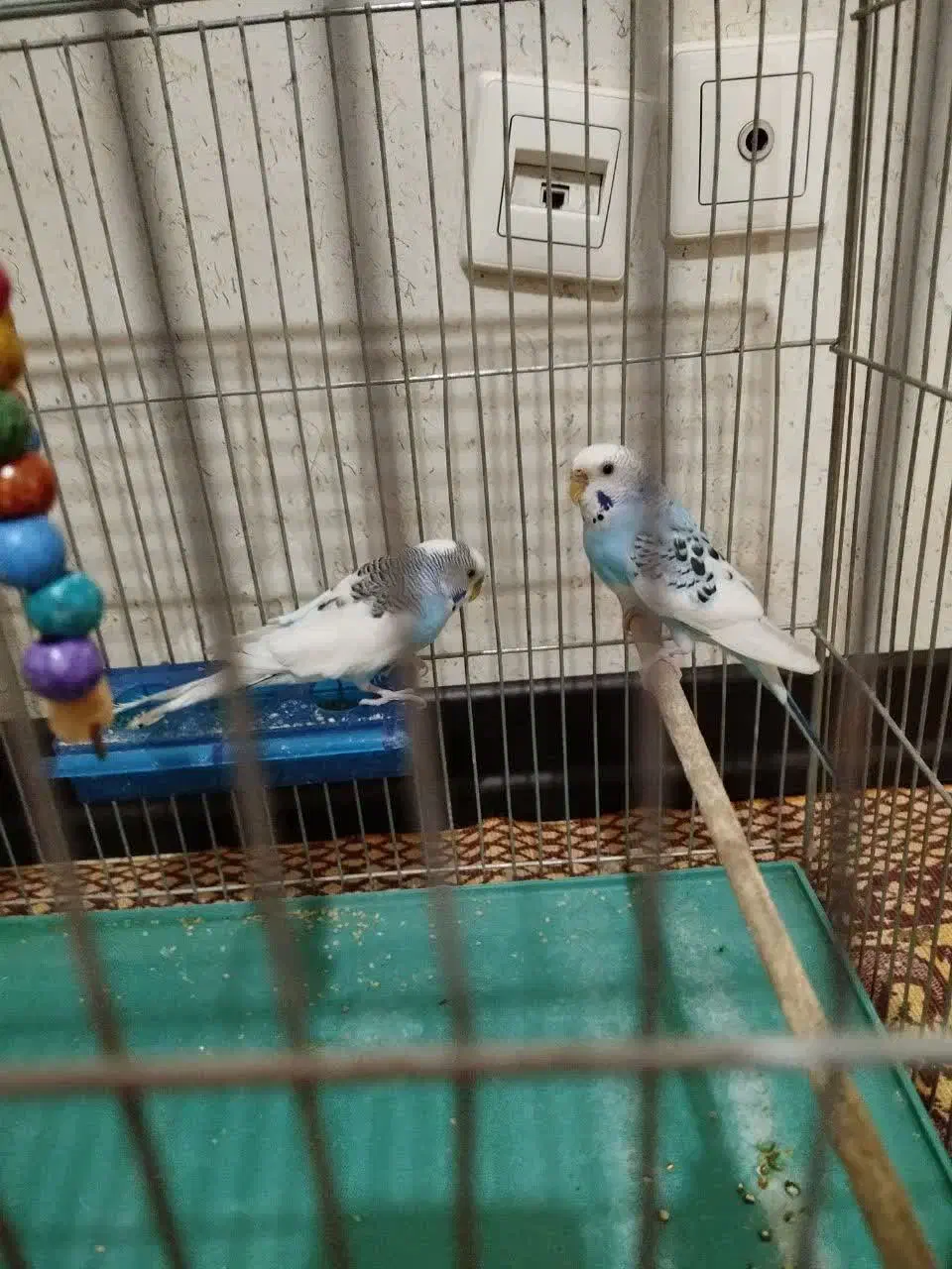 مرغ عشق|پرنده|فولادشهر, C3|دیوار