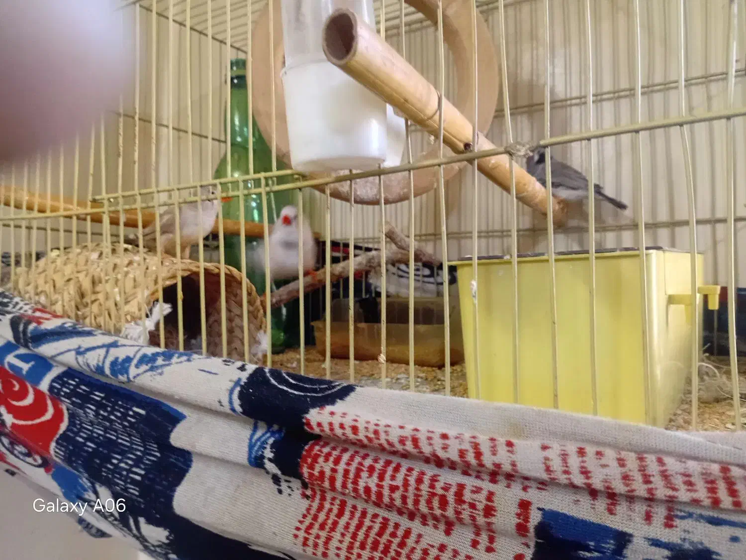 فنچ باقفس|پرنده|تهران, کیانشهر|دیوار