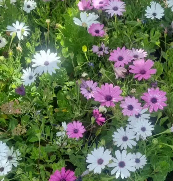 گل باغچه|گل و گیاه طبیعی|اصفهان, کارلادان|دیوار