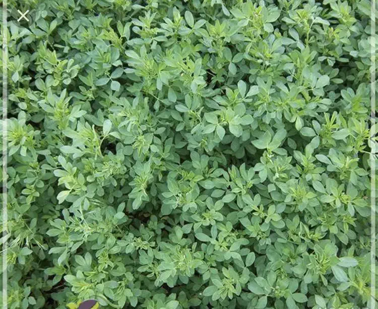 یونجه|لوازم جانبی حیوانات|شیراز, شهرک گلستان شمالی|دیوار