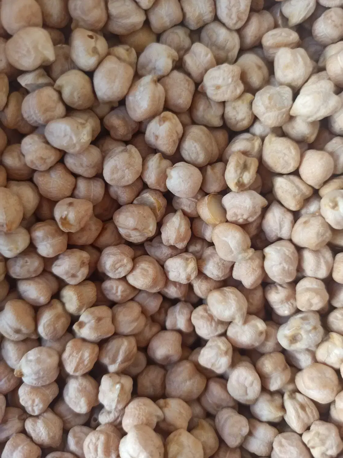 کالابرگ|خوردنی و آشامیدنی|مرودشت, ژیان|دیوار