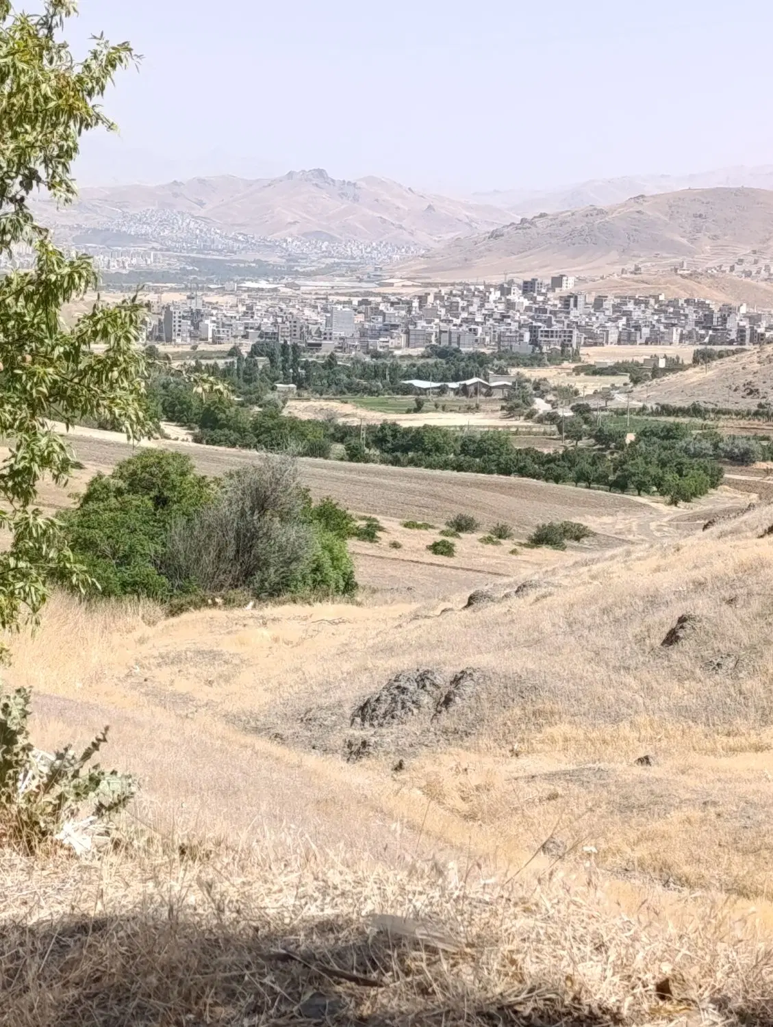 کاه|حیوانات مزرعه|سنندج, |دیوار