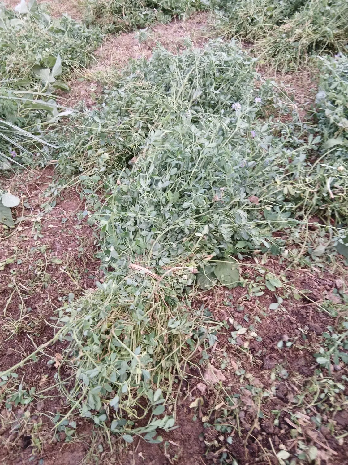 یونجه|گل و گیاه طبیعی|شوشتر, |دیوار