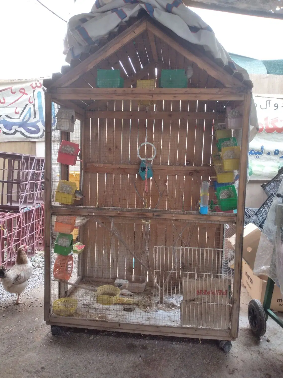 فنج|پرنده|اهواز, گلستان|دیوار