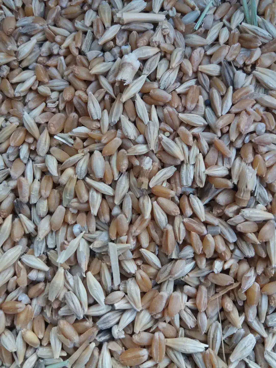 گندم|گل و گیاه طبیعی|حمیدیه, |دیوار