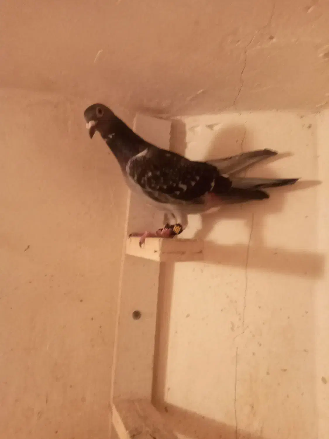 کفترصید|پرنده|مشهد, کارگران|دیوار