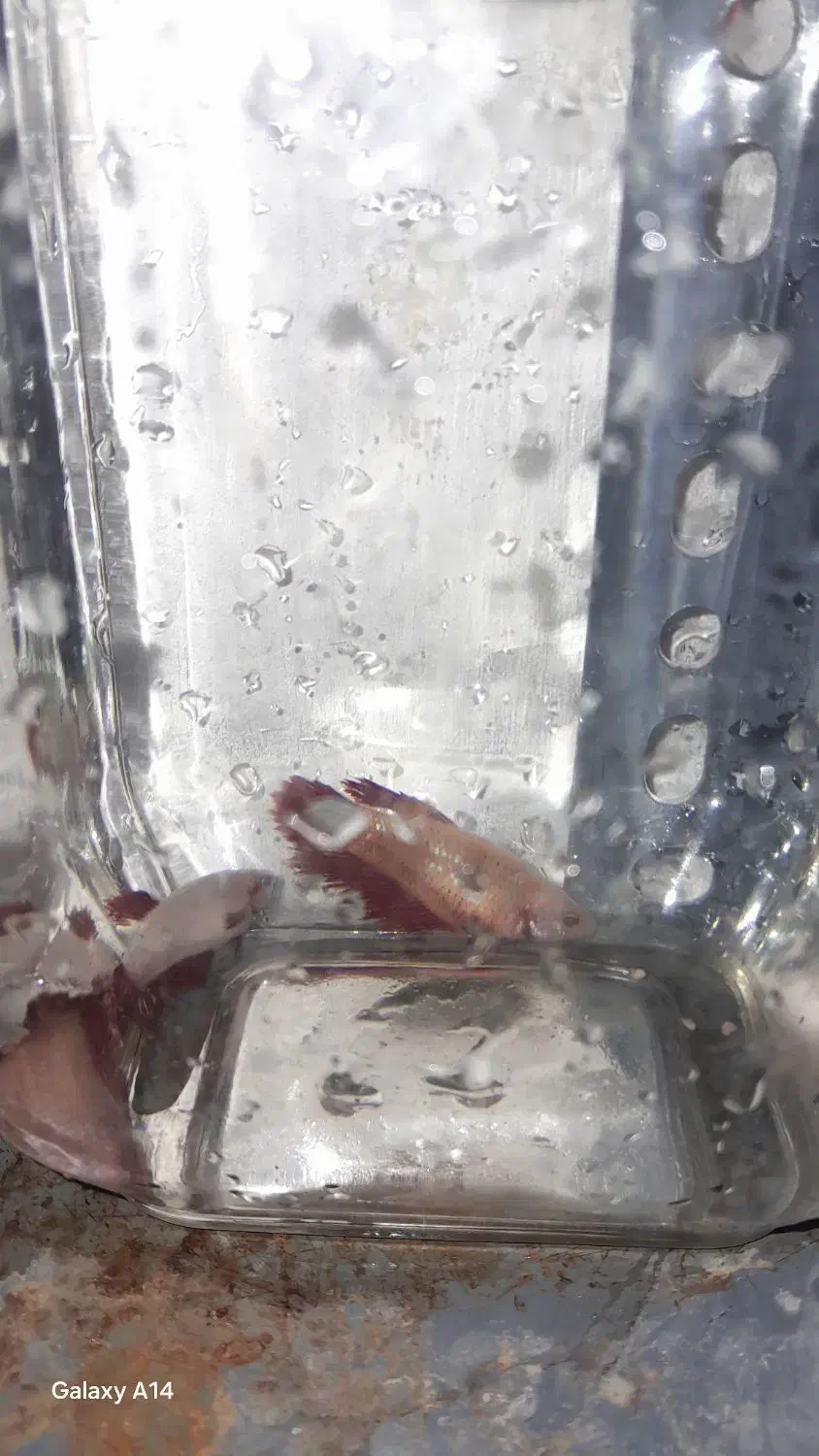 ماهی فایتر ماده ونر وگوپی جفت|ماهی|قزوین, |دیوار