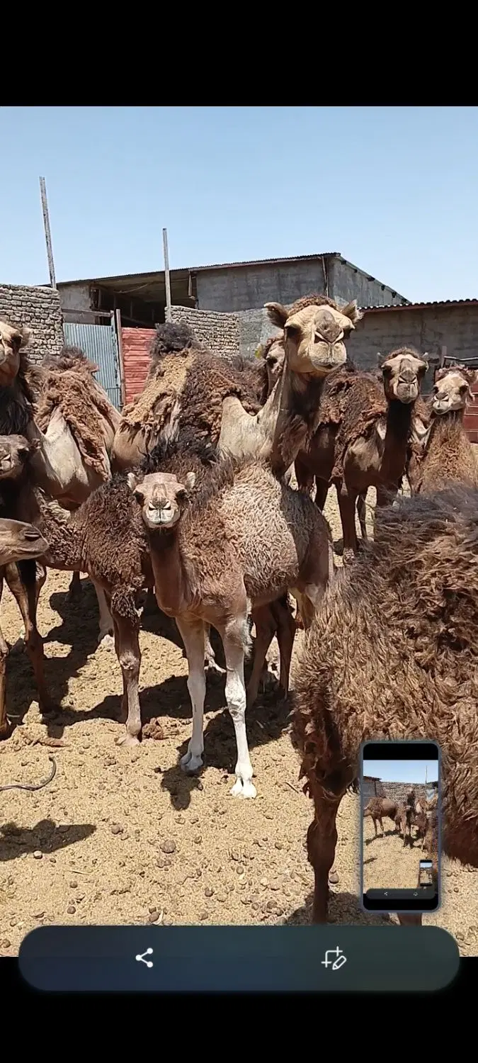 شتر|حیوانات مزرعه|قم, نوقطار|دیوار