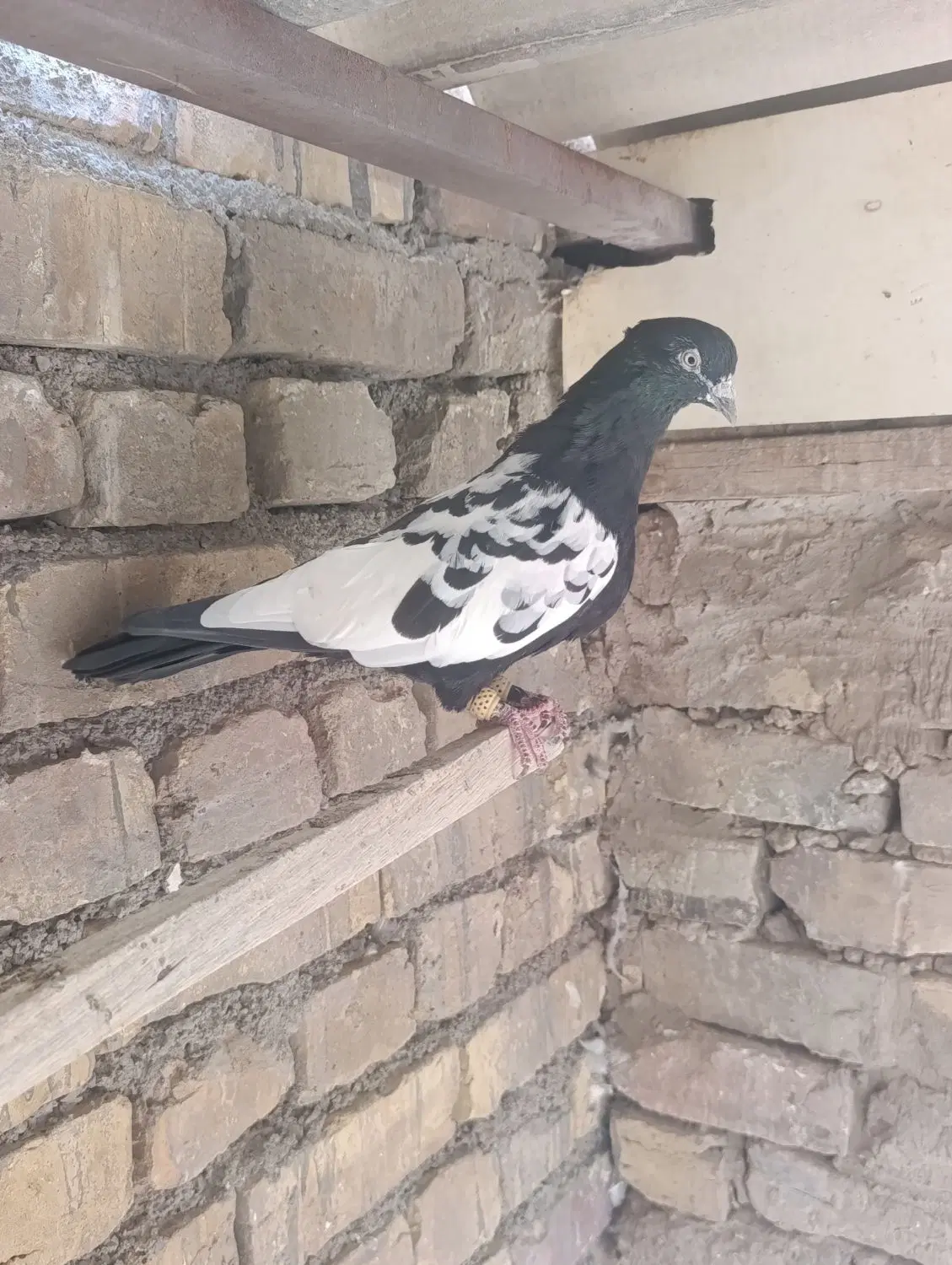 نر سینه ای|پرنده|آران و بیدگل, |دیوار