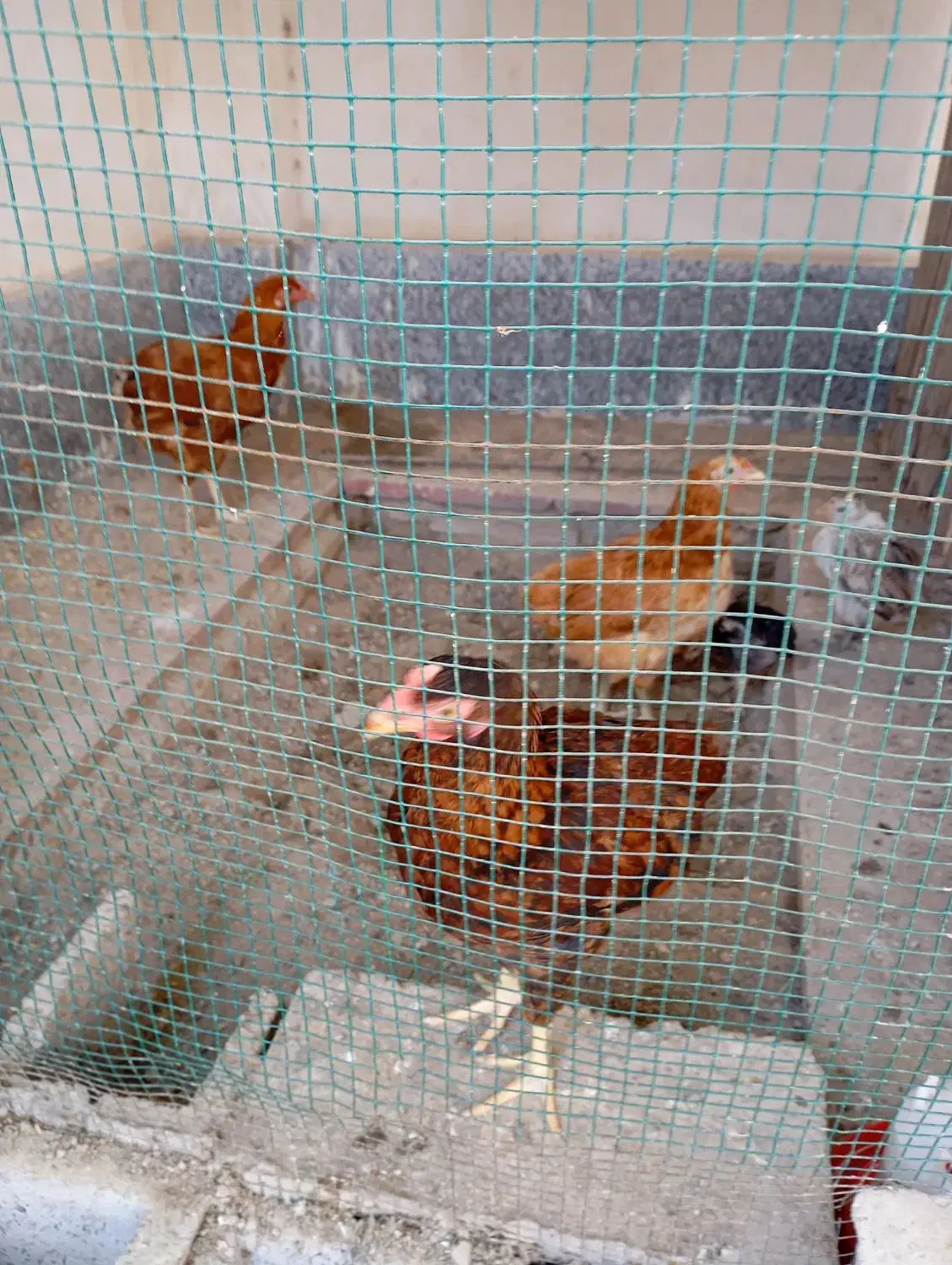 مرغ|حیوانات مزرعه|قشم, |دیوار