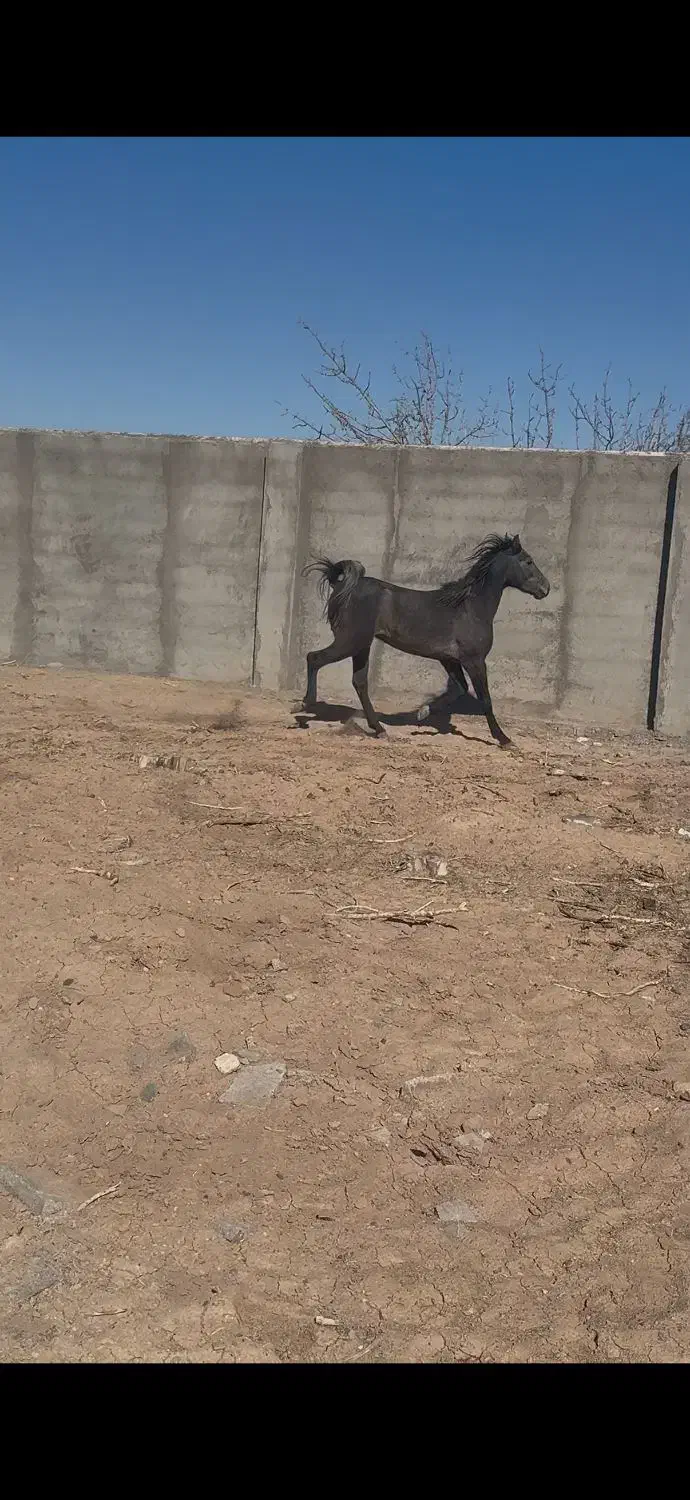اسب|اسب و تجهیزات اسب‌سواری|باغستان, |دیوار