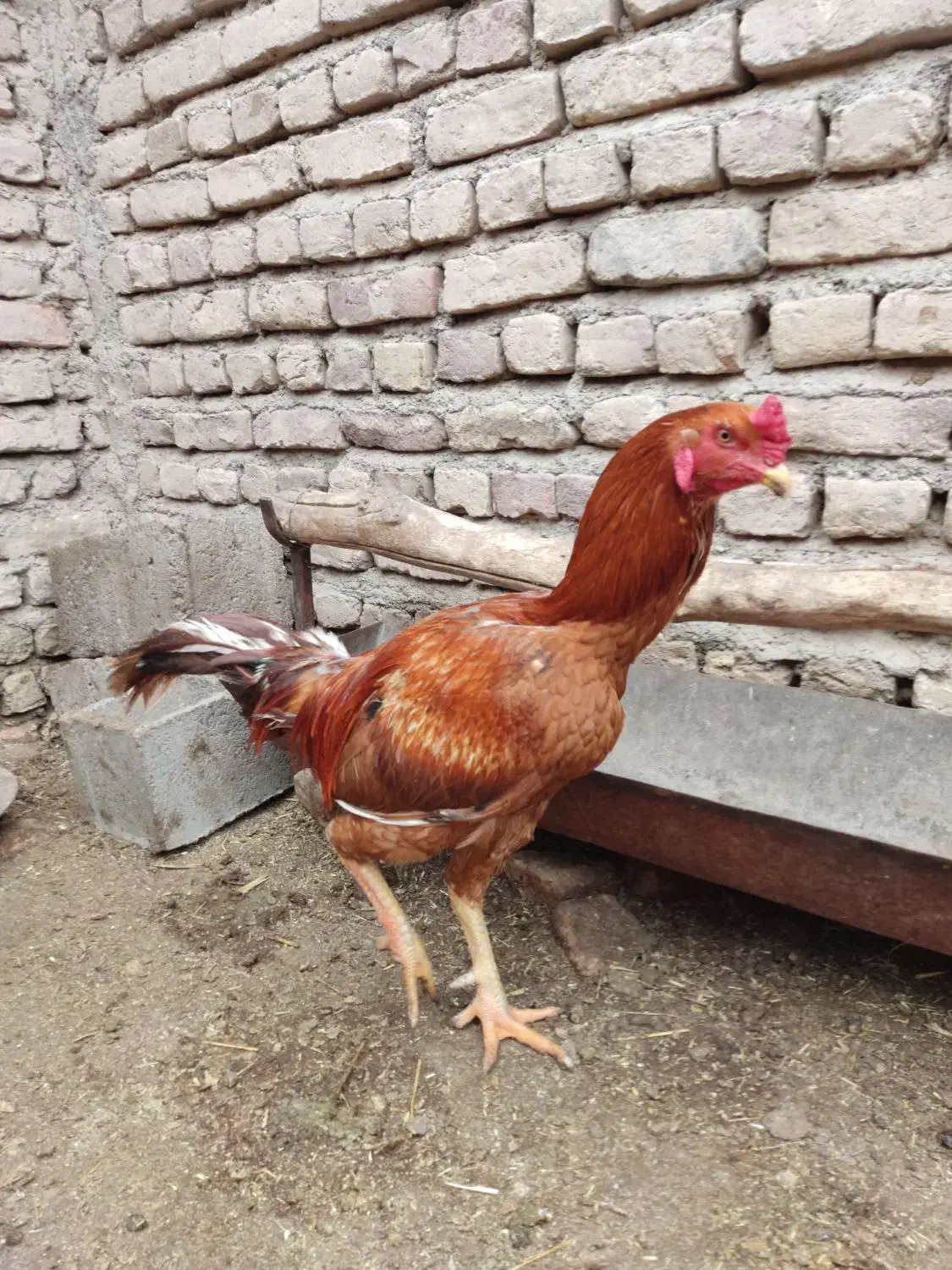 خروس آتشی فروشی قیمت2میلیون|حیوانات مزرعه|قائن, |دیوار