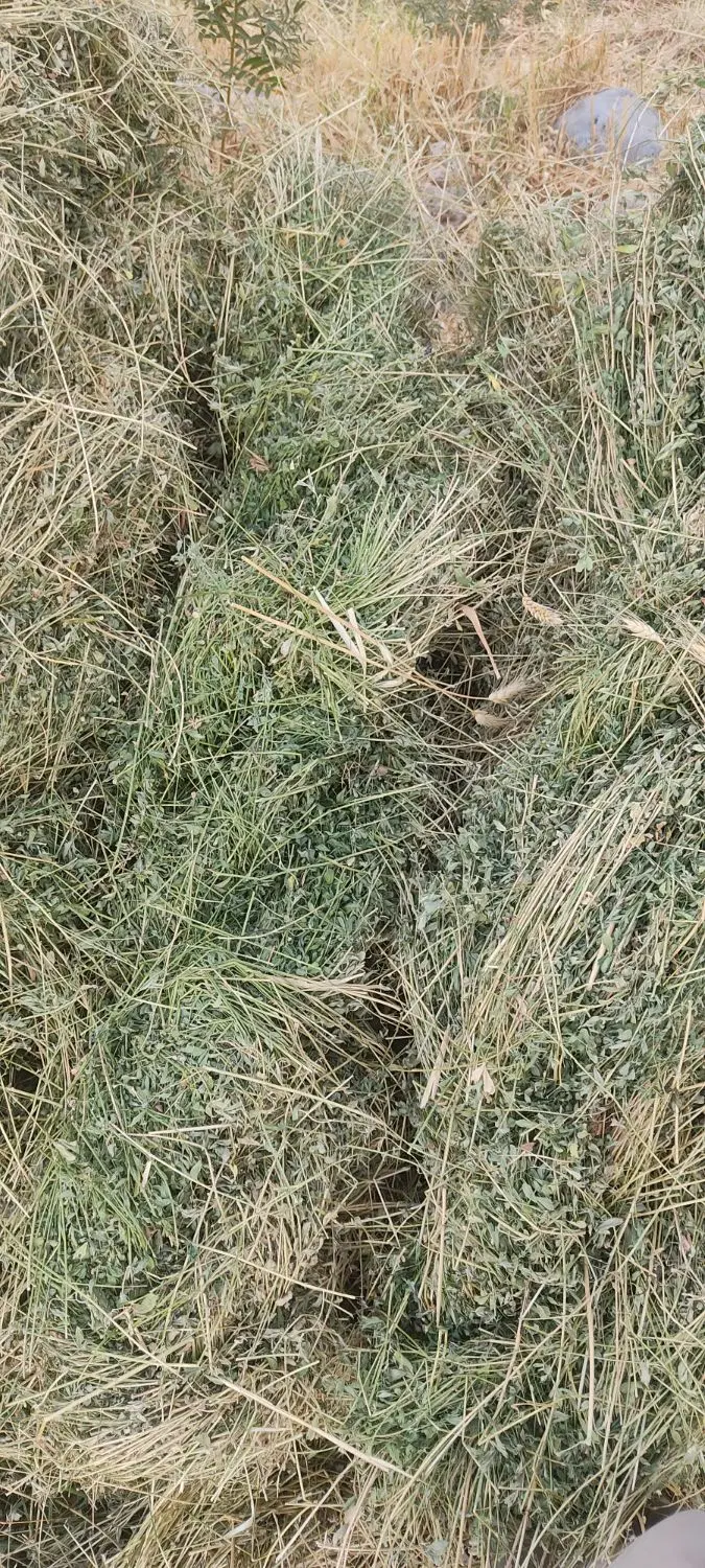 بیده|خوردنی و آشامیدنی|هنزا, |دیوار