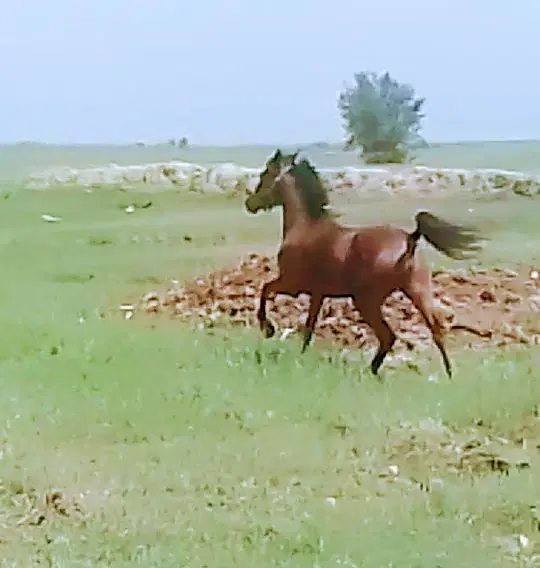 اسب|اسب و تجهیزات اسب‌سواری|شوشتر, |دیوار