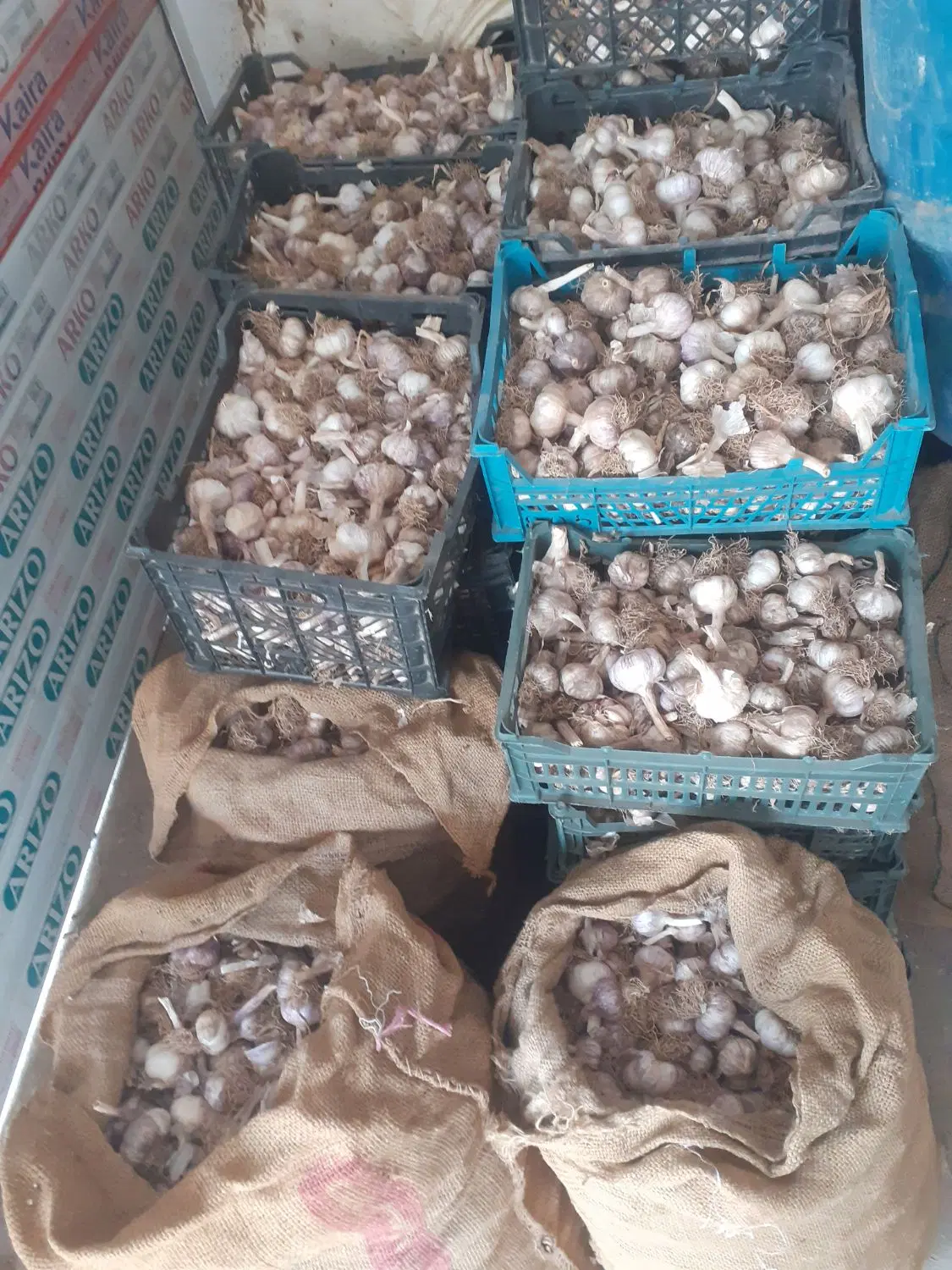 سیر|گل و گیاه طبیعی|طارم (زنجان), |دیوار