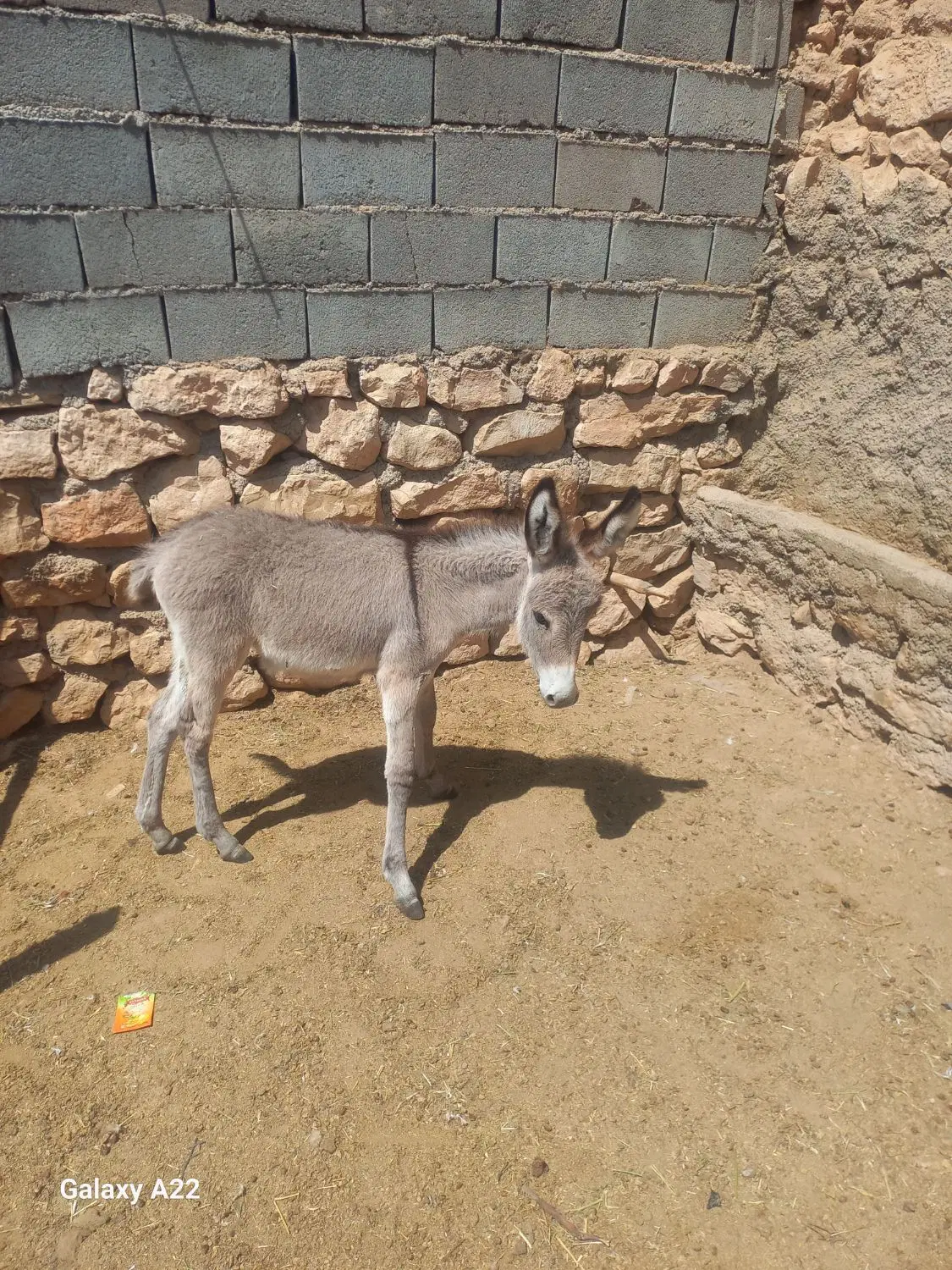 خره|حیوانات مزرعه|بجنورد, |دیوار