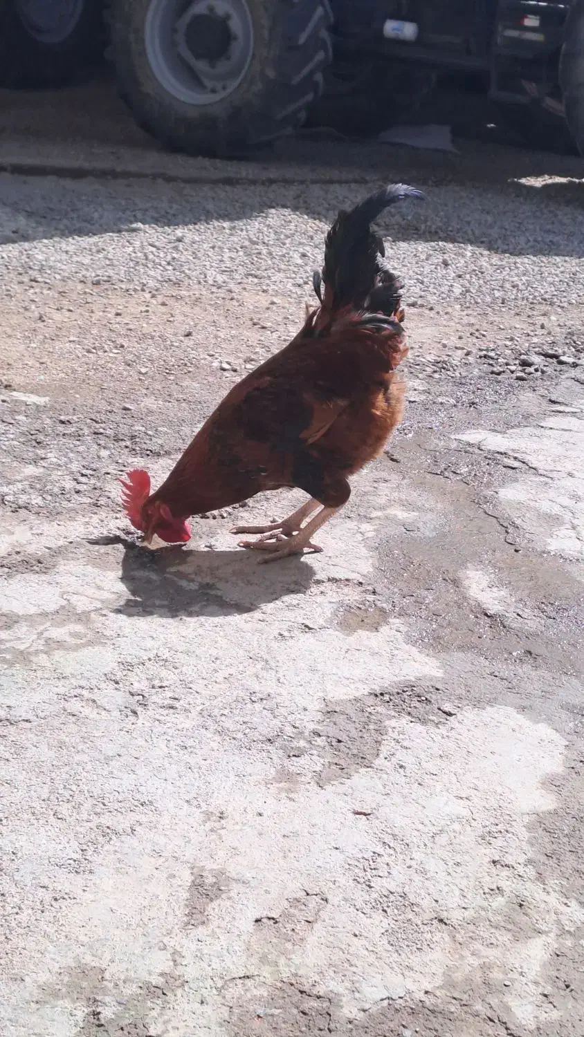 خروس|حیوانات مزرعه|کنگاور, |دیوار