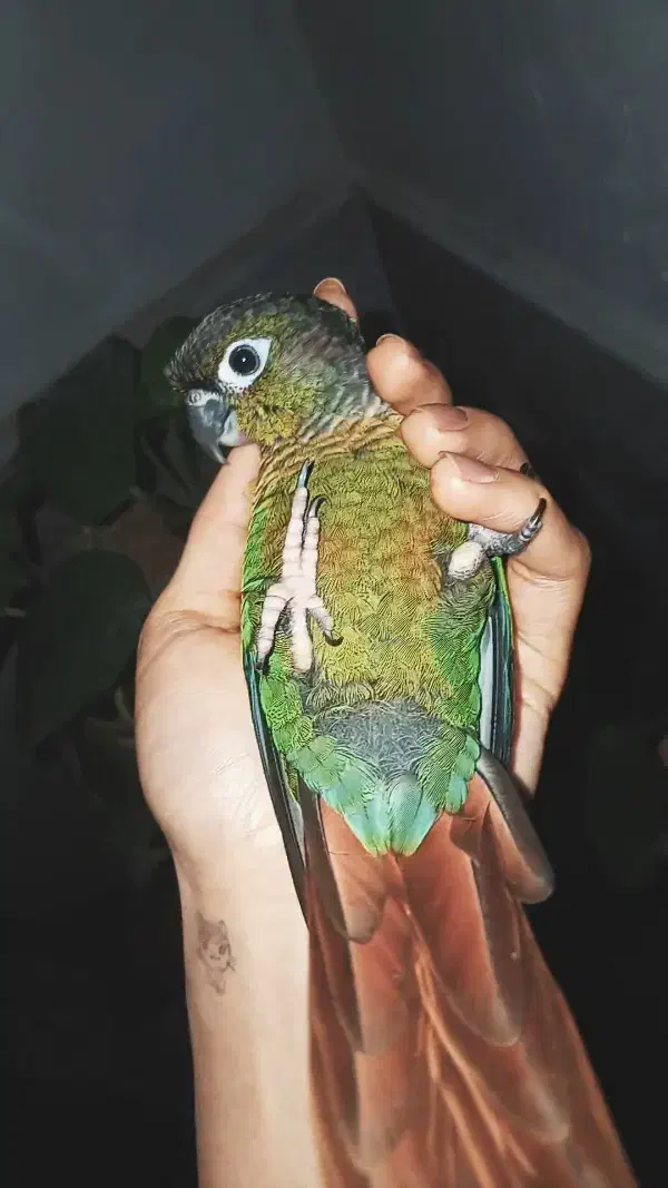 گرینچیک|پرنده|قم, نیروگاه|دیوار