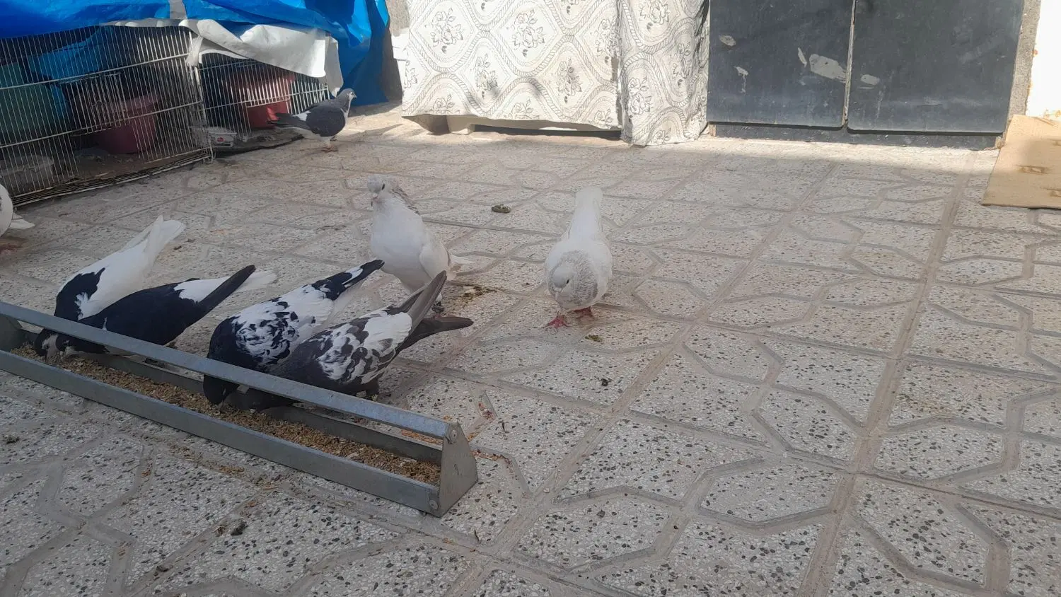 کبوتر|پرنده|طاغنکوه, |دیوار