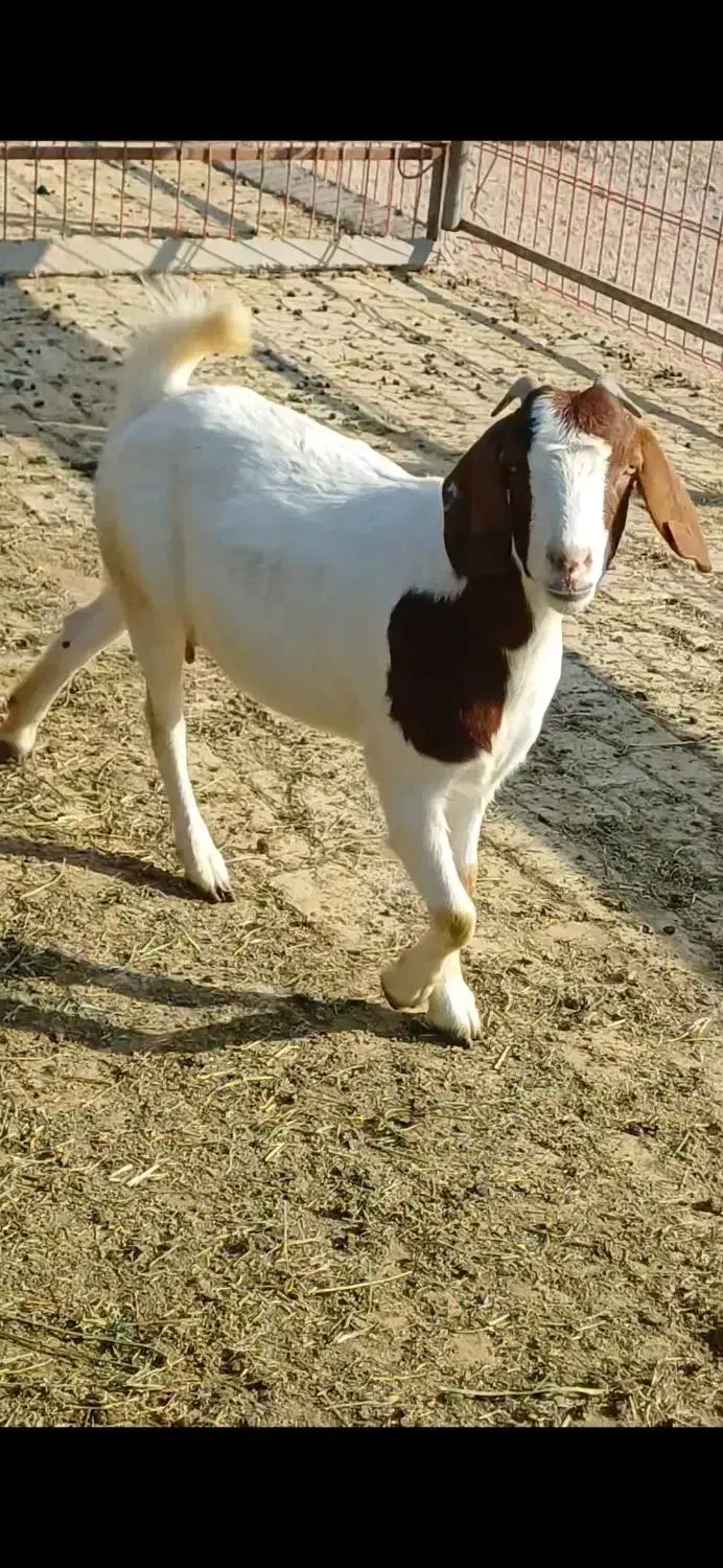 بویر بالغ|حیوانات مزرعه|کرمانشاه, |دیوار