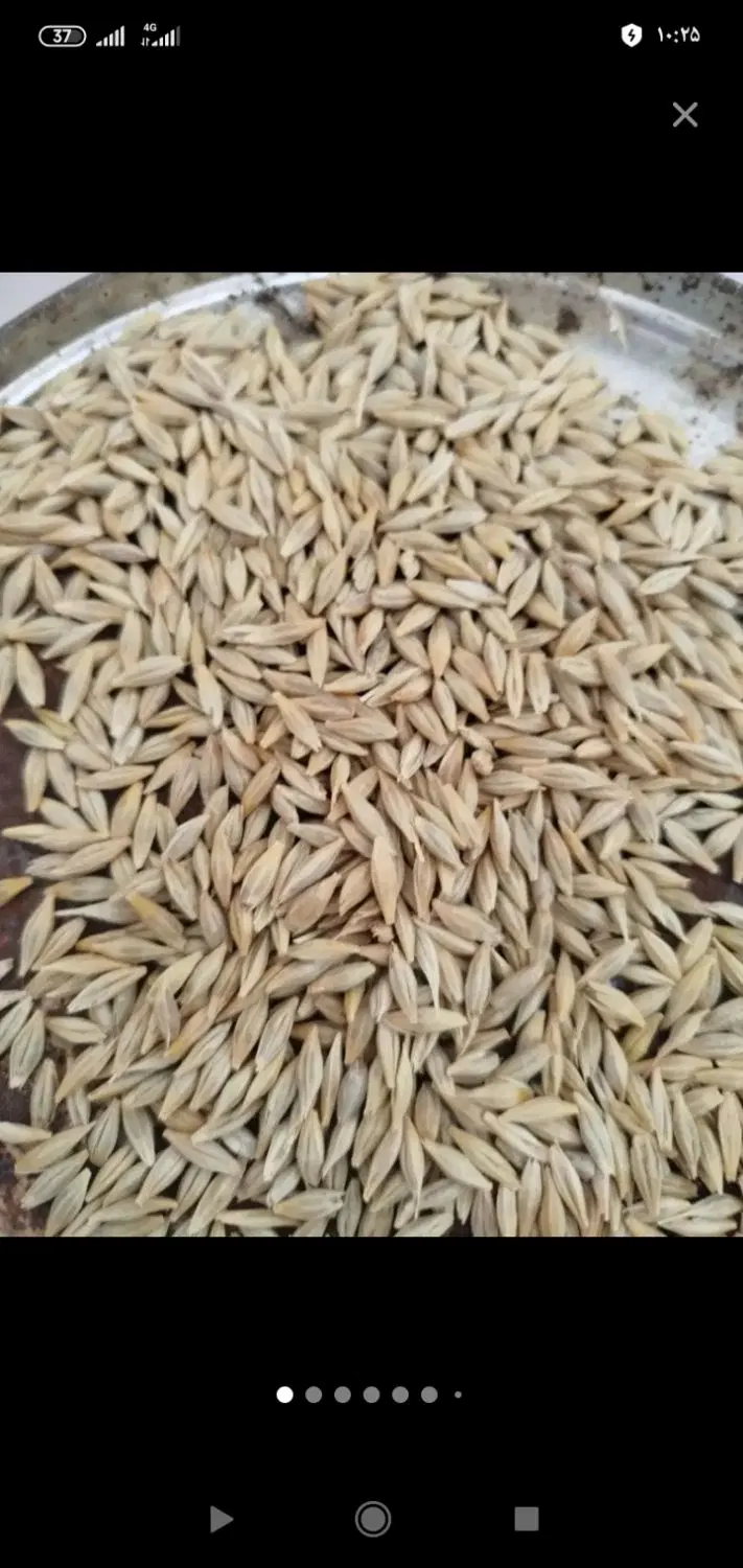 جو دیم|خوردنی و آشامیدنی|فریمان, |دیوار